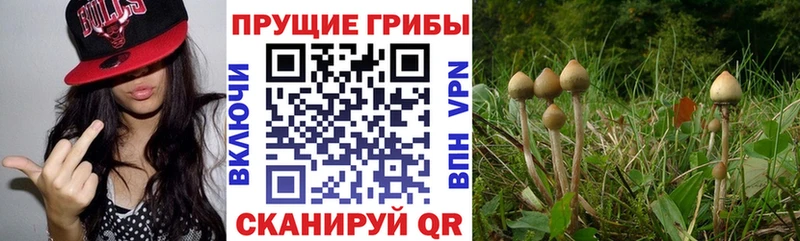 Галлюциногенные грибы мицелий  Кизляр 